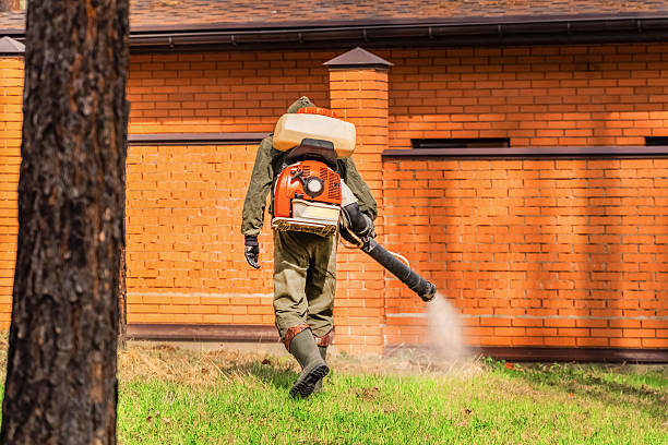 Trusted Ant Control service in Wilson's Mills, NC - Nex Pest Control